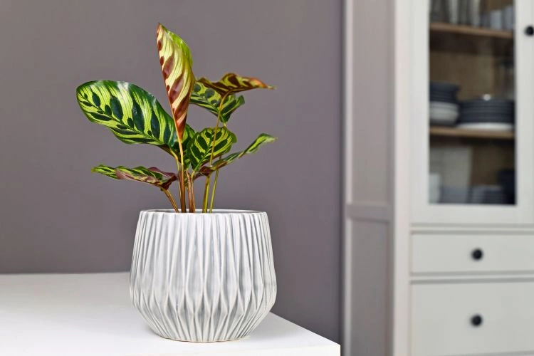 Calathea makoyana dans un joli pot