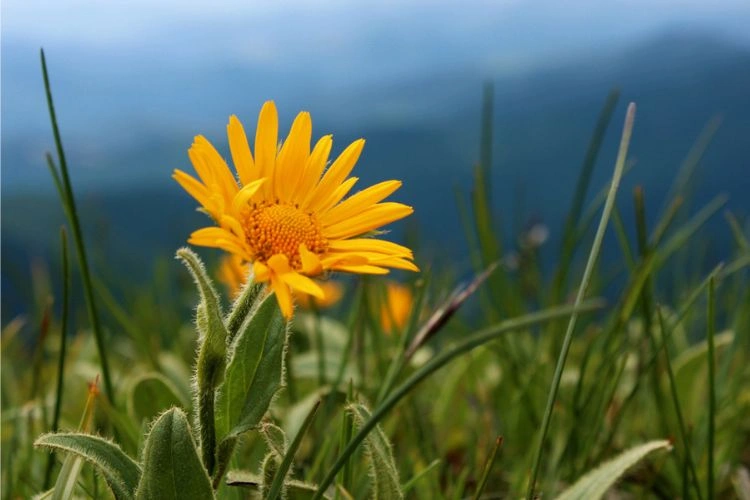 Jolie plante d'arnica