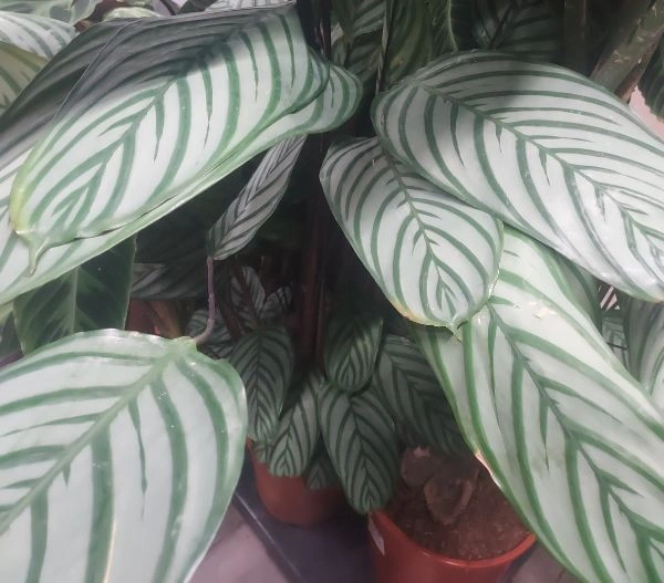 Feuilles de calatheas oppenheimiana vues de près