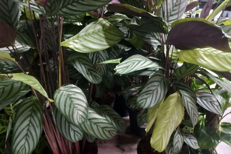 Calathea oppenheimiana en pleine brumisation