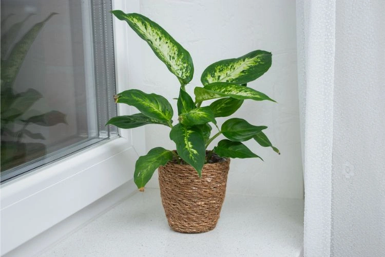 Dieffenbachia camilla en pot