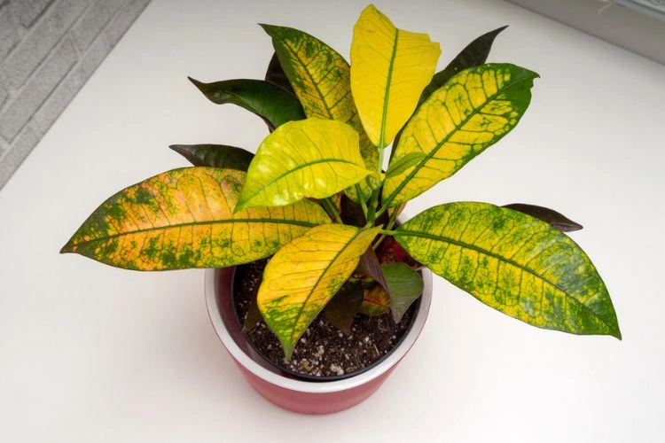 Plante de maison en pot avec presque toutes les feuilles jaunes