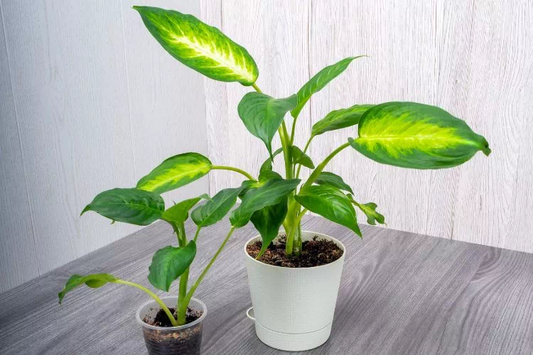 Deux dieffenbachia camilla en pot