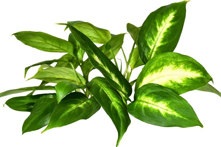 Dieffenbachia seguine encore jeune