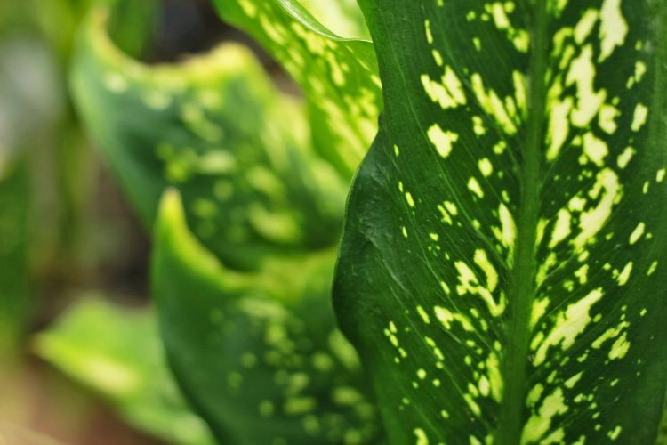 Dieffenbachia seguine