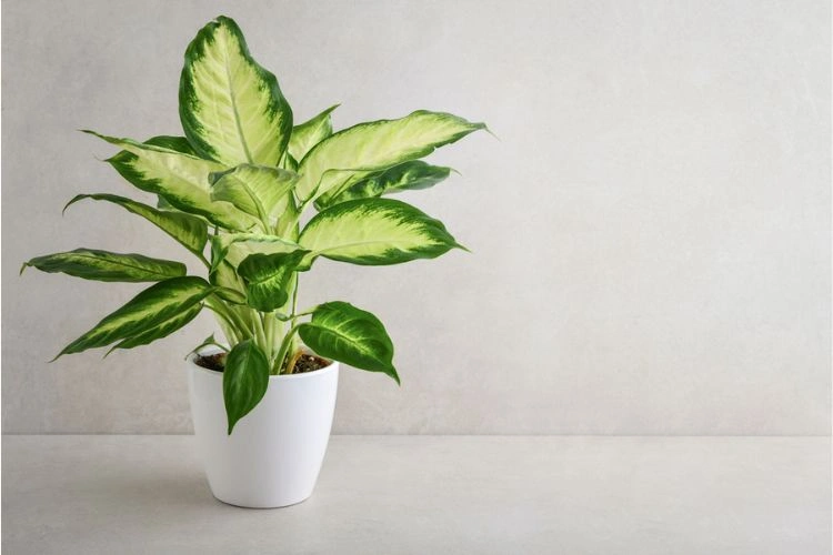 Beau dieffenbachia