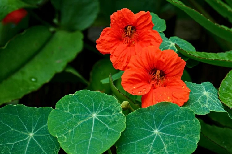 Fleur de capucine