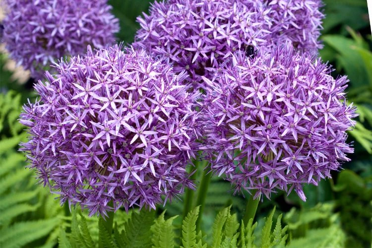 Belles fleurs à Bulbe