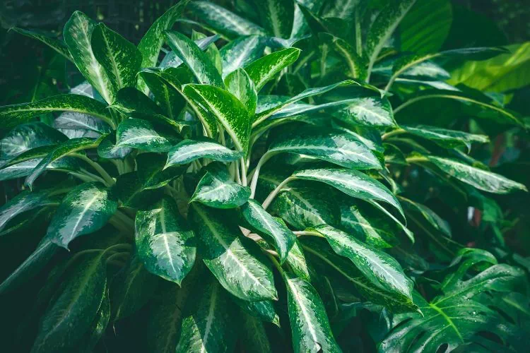 Gros dieffenbachia camilla en pleine terre