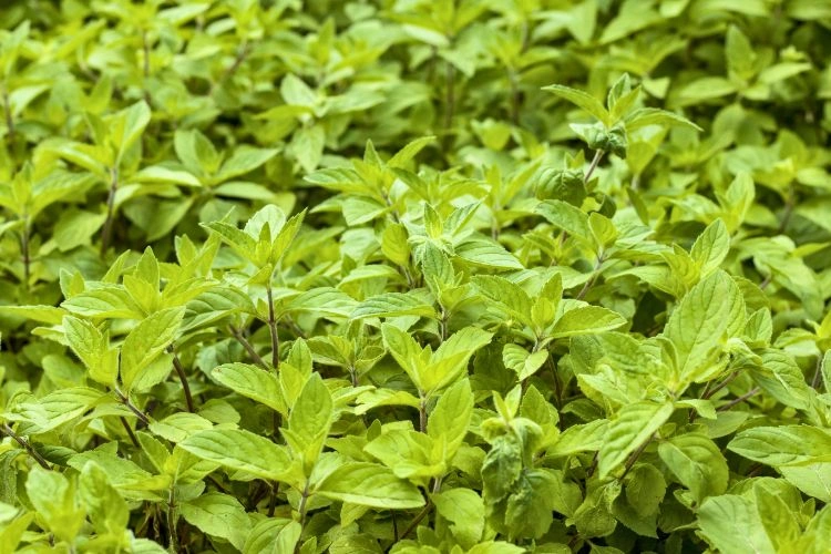 Plantation de menthe
