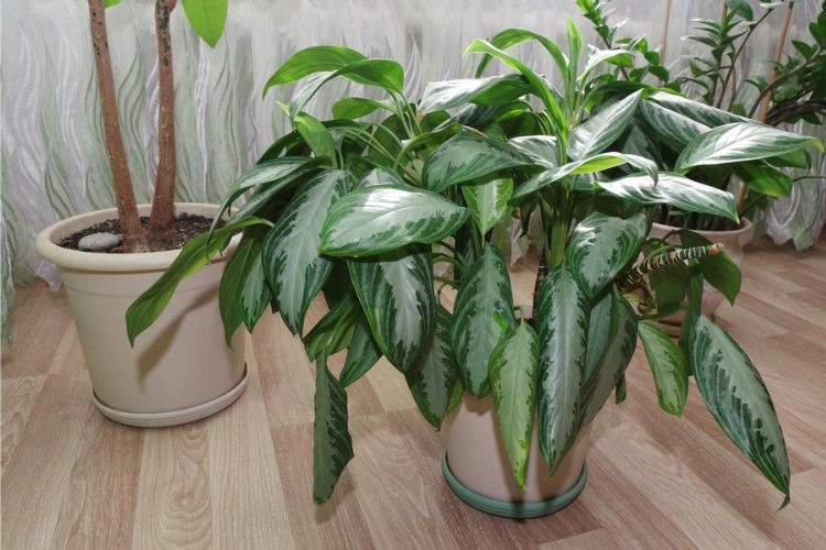 Belle variété de dieffenbachia