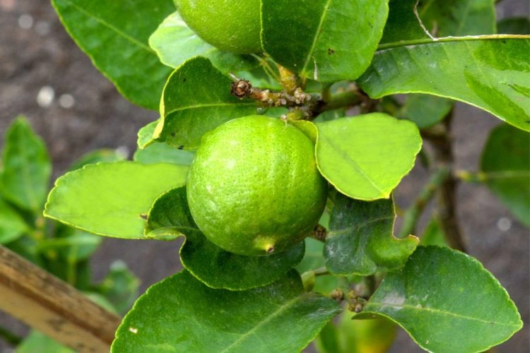 Citronnier avec des feuilles qui jaunissent