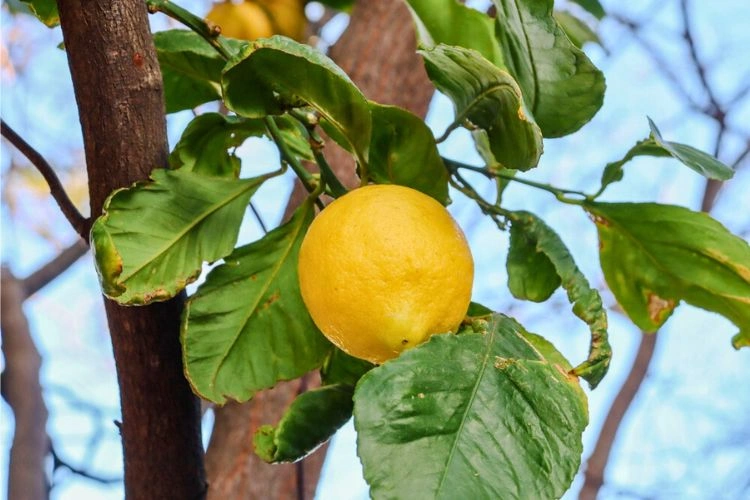 Citronnier avec des feuilles malades