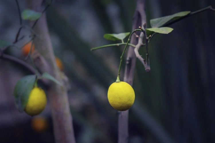 Citronnier sans feuilles