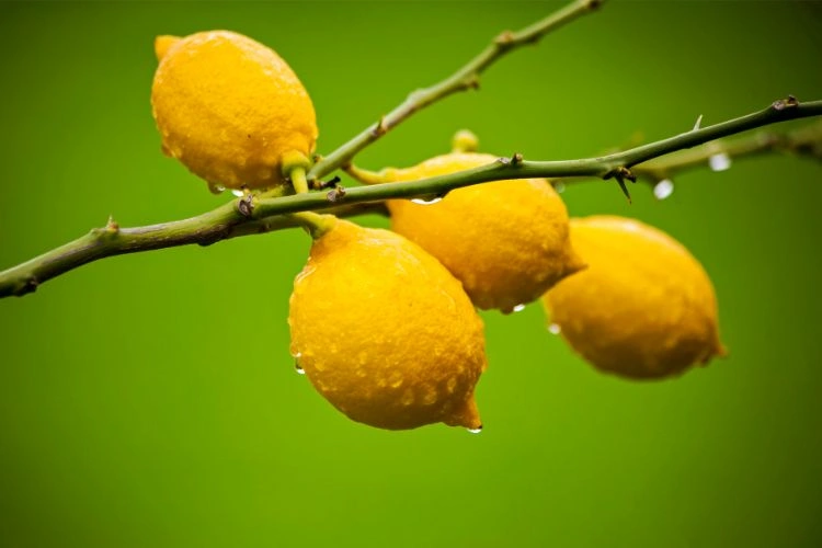 Citronnier qui a perdu toutes ces feuilles