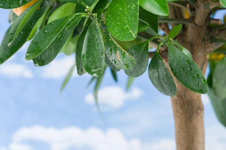 Feuilles mouillées sur un citronnier