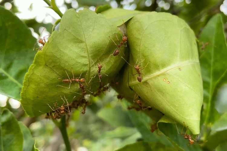 Fourmis sur les feuilles du citronnier