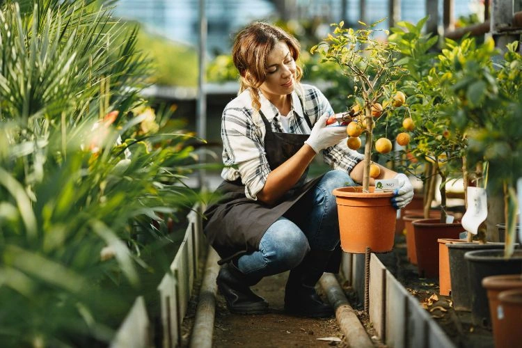 Femme en train de tailler son citronnier en pot