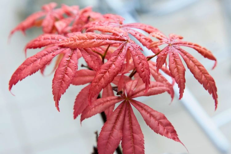 Acer palmatum