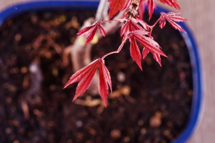 Acer palmatum en pot