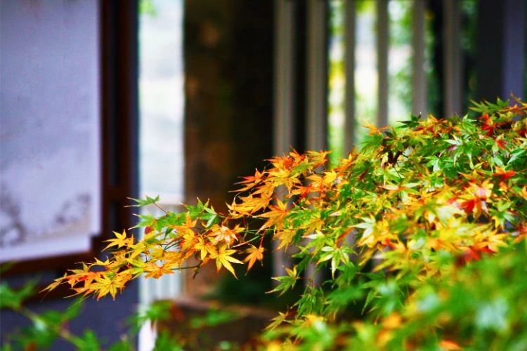 Acer palmatum dans un bon emplacement