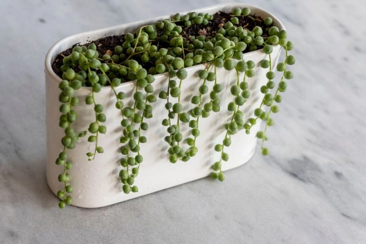 Jeune plante de collier de perle