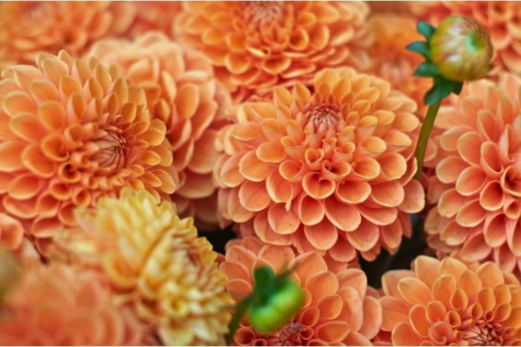 Jolie plantation de dahlia