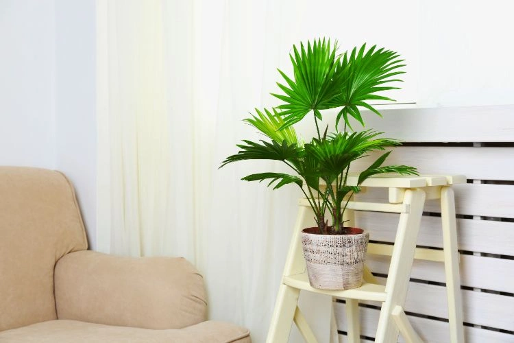 Livistona rotundifolia en pot