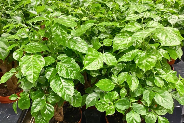 Plante radermacher sinica