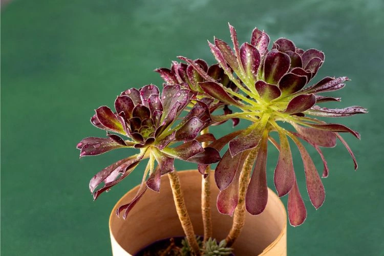 Aeonium arboreum en pot