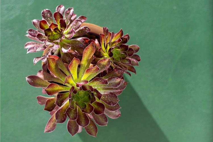 Jeune plante Aeonium arboreum