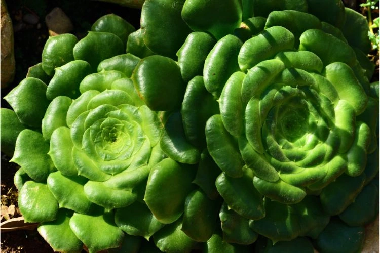 Aeonium canariense de bonne taille