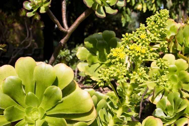 Jardin d'aeonium canariense