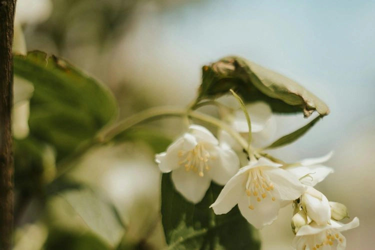 Jasmin avec des feuilles malades