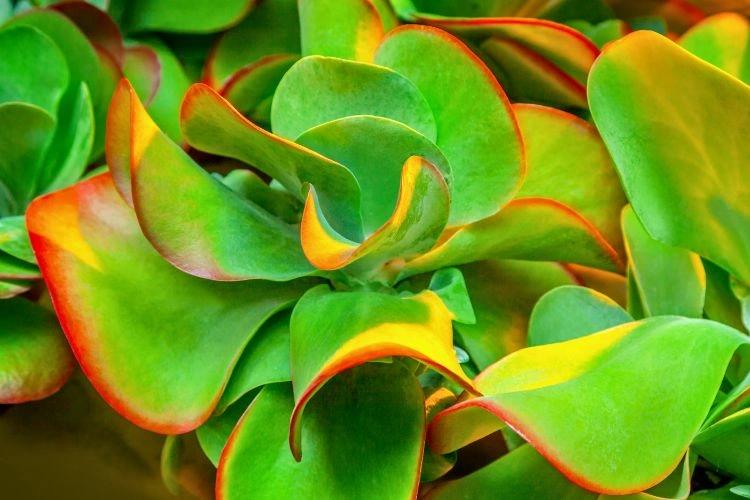 Belle plante de kalanchoe thyrsiflora