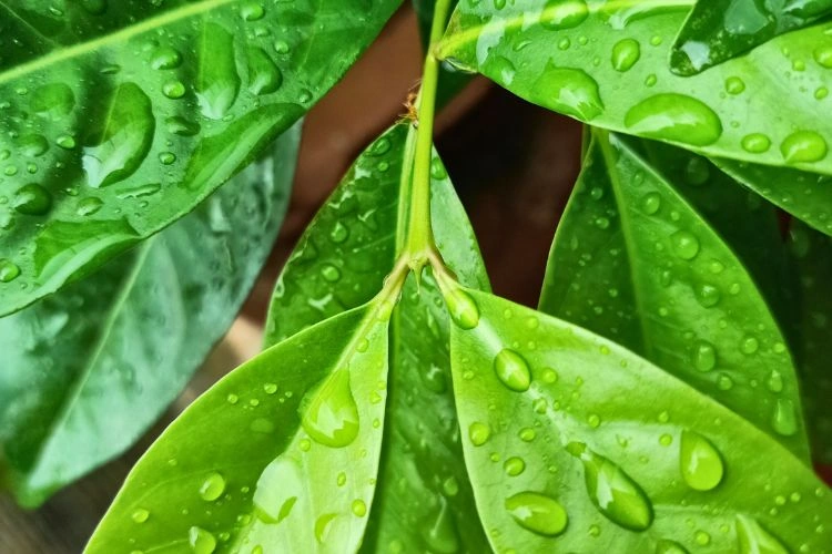 Feuilles de laurier sauce mouillées