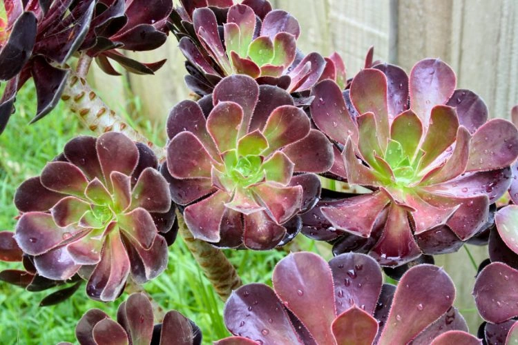 Aeonium arboreum