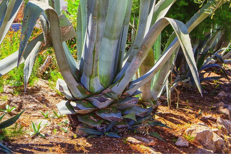 Aloe vera avec des feuilles tombantes