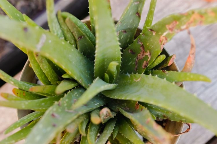 Aloe vera avec des tâches marron