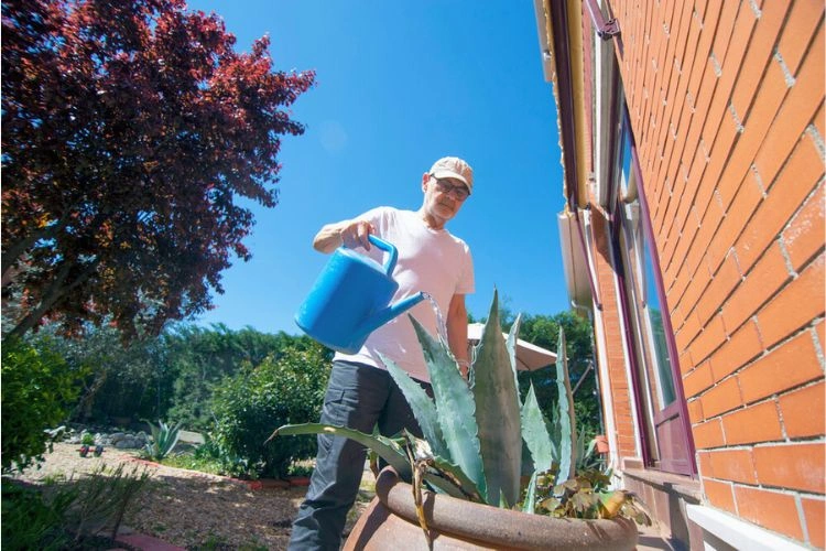 Personne en train d'arroser son aloe vera