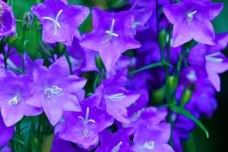 Campanules des murets