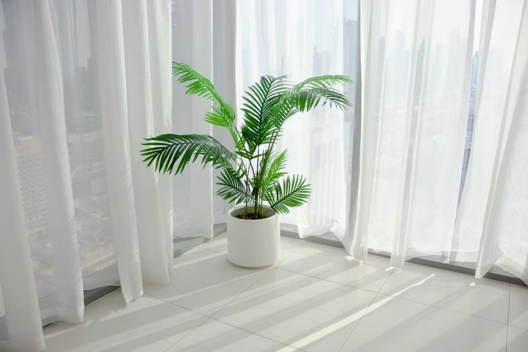 Plante d'intérieur dans un bon emplacement