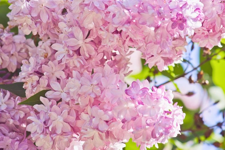Plante de lilas bien entretenu