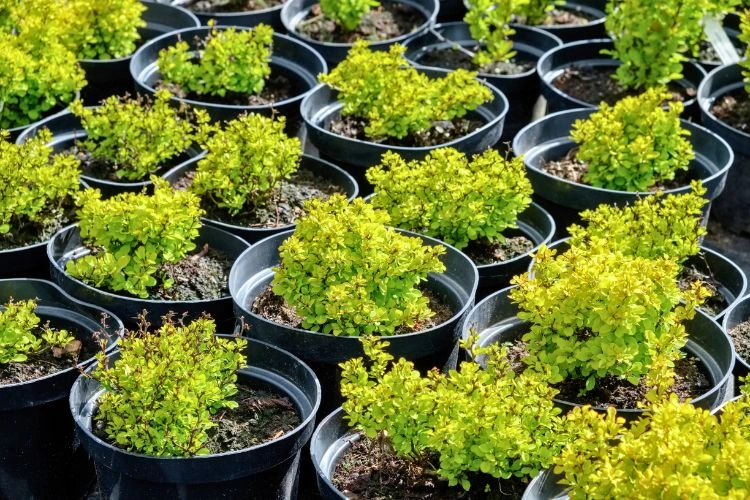 Épine vinette sunsation en pot