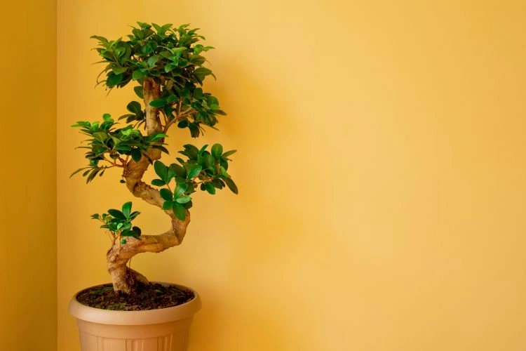 Joli ficus