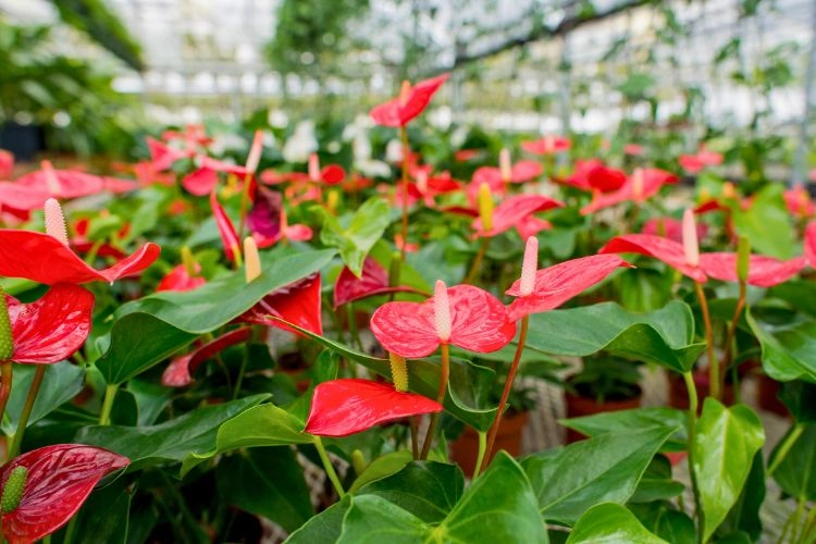 Jardin d'anthurium