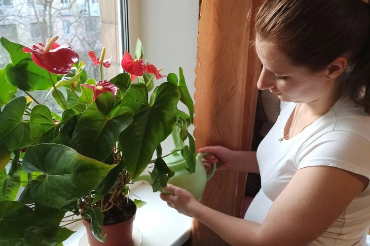 Femme en train d'arroser un anthurium