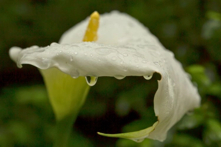 Arum blanc mouillé