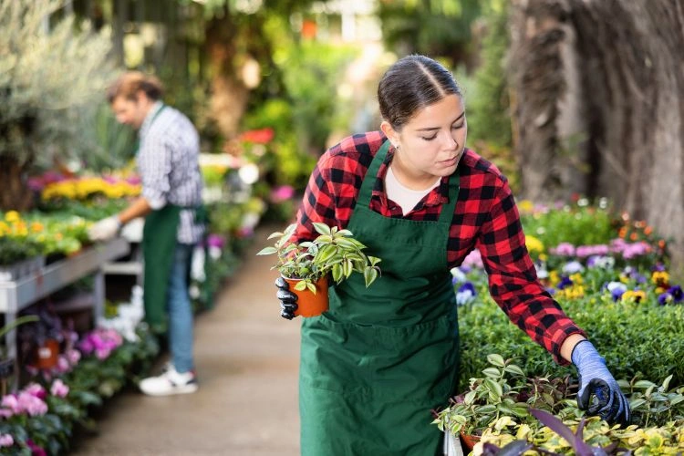 Femme en train de bouturer des jeunes plantes misère
