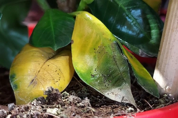 Dipladenia avec des feuilles jaunes